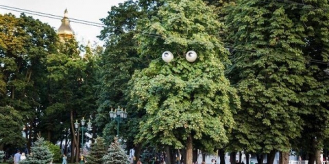 Divlji kesten: ljekovita svojstva, kako uzgajati